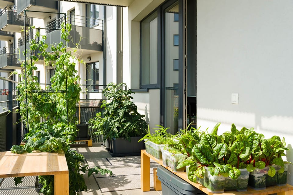 Balcón, jardinería, consejos, hogar, comida, cultivo