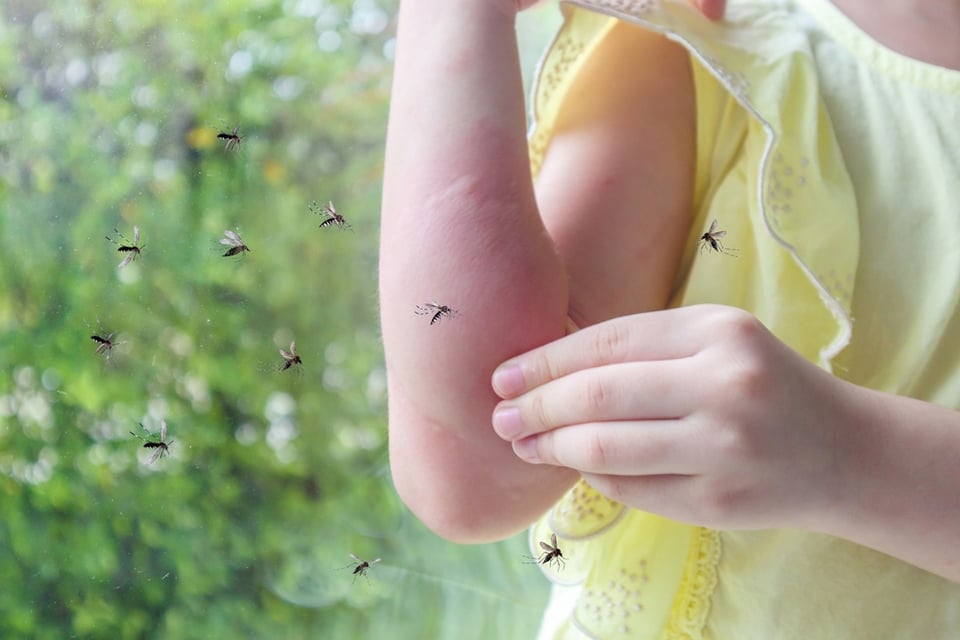 Aumentan casos de malaria en Florida