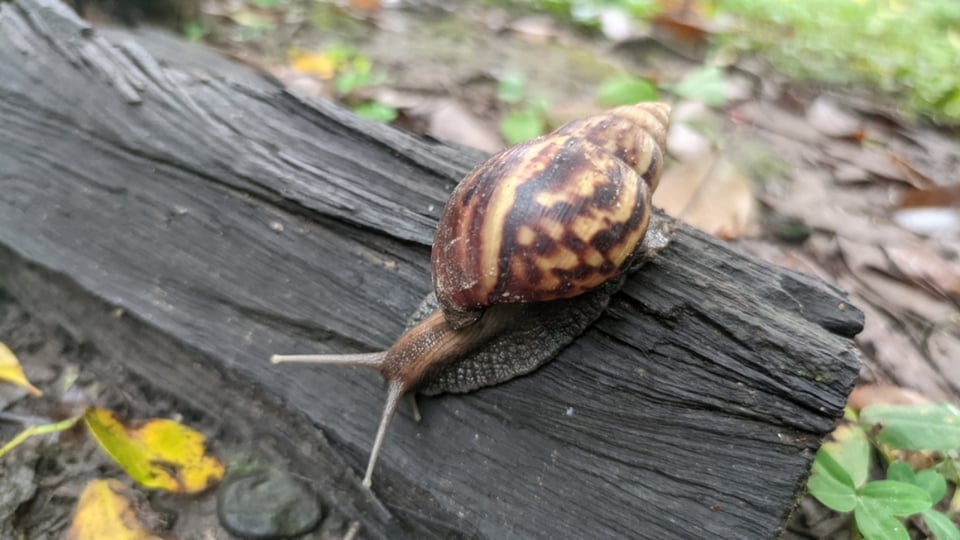 Hallan caracol gigante africano y ponen en cuarentena a un condado de Florida