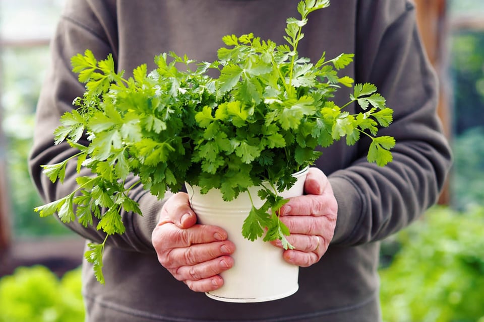 cilantro herb, coriander, woman, plants, MundoNOW