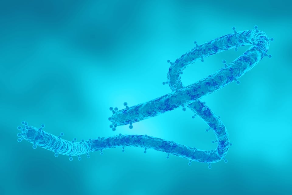 Los CDC emiten alerta por virus Marburgo en EEUU
