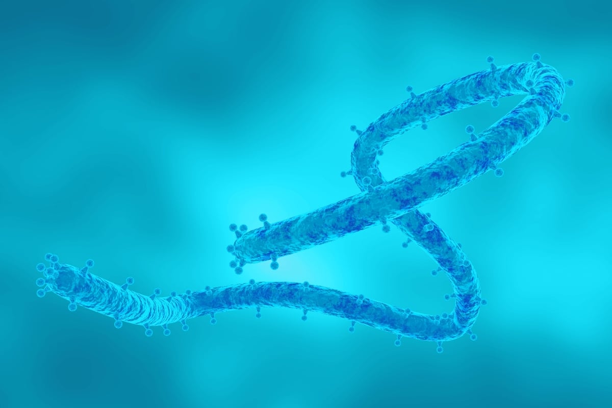Los CDC emiten alerta por virus Marburgo en EEUU