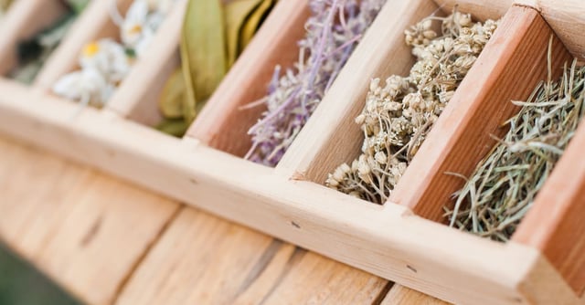 Roots for Life: The Power of Medicinal Herbs & Plants