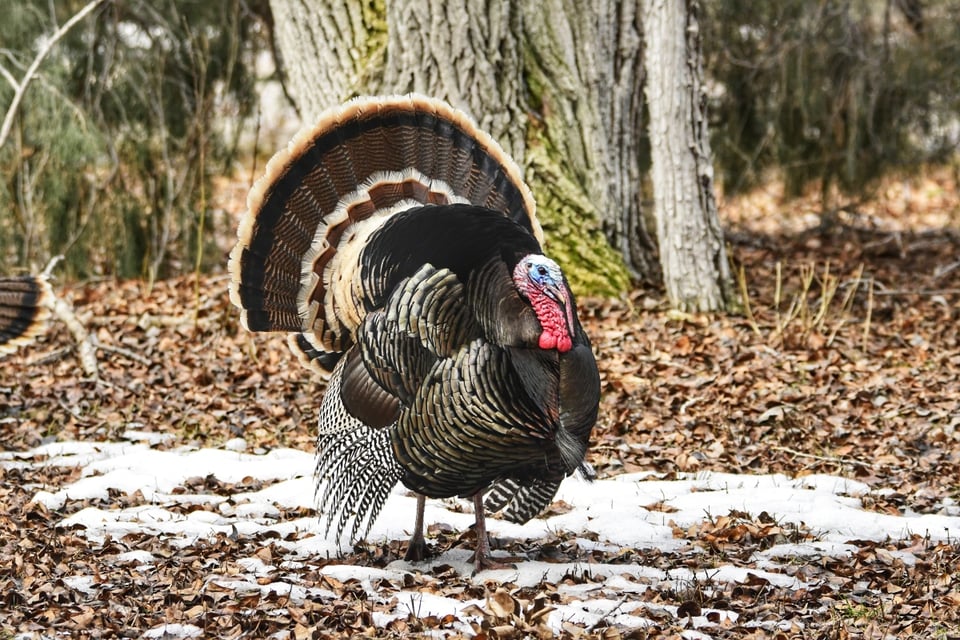 Thanksgiving, snow, storm, weather, MundoNOW