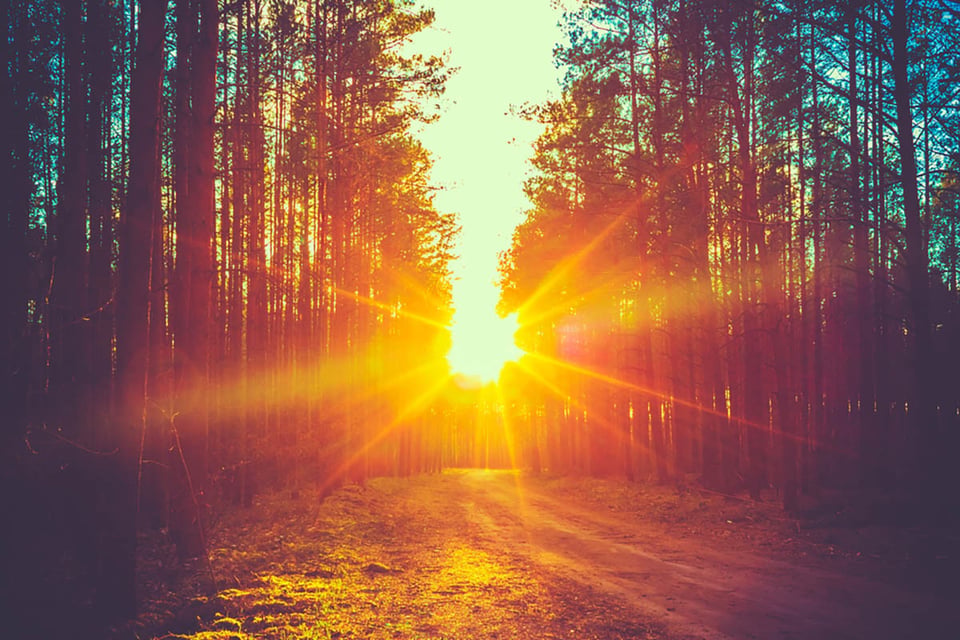 energizing morning routine, sunrise, forest