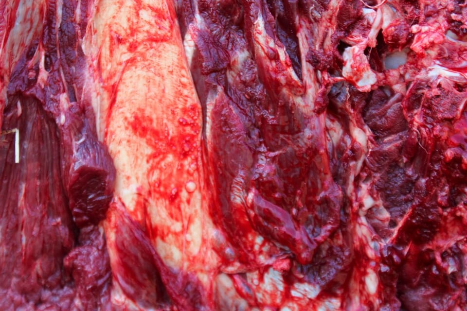 carne, pedazo, trozo, comida, alimentos