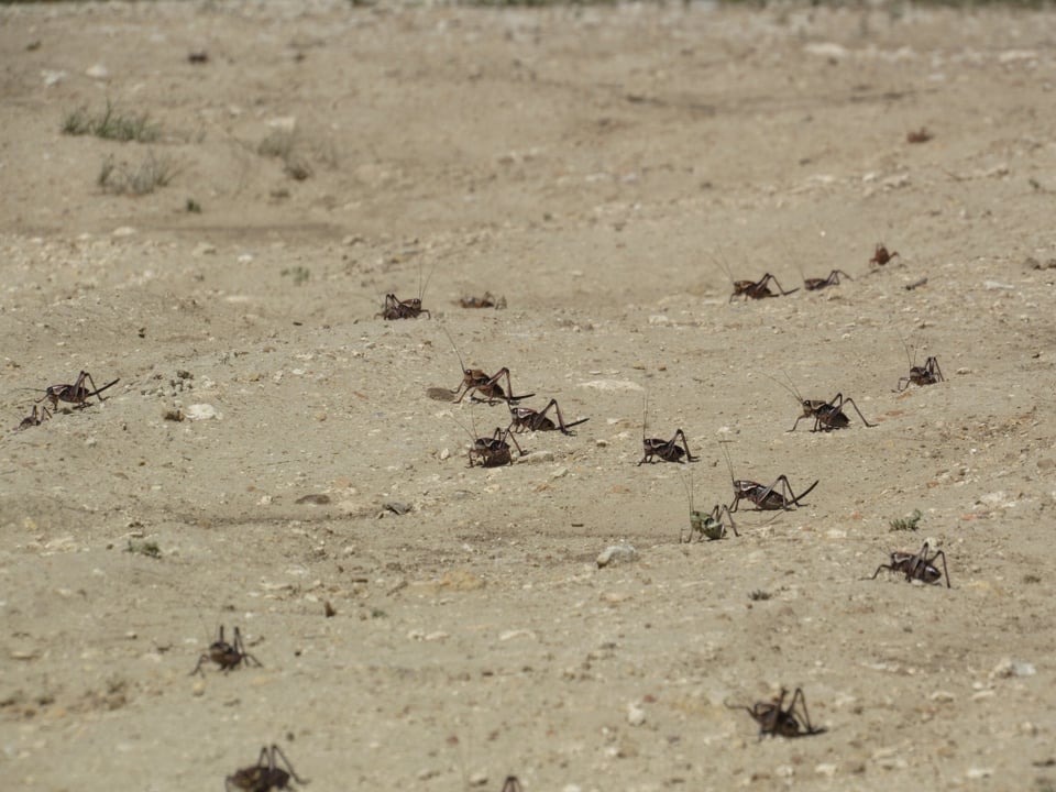 Reportan plaga de grillos en Perú