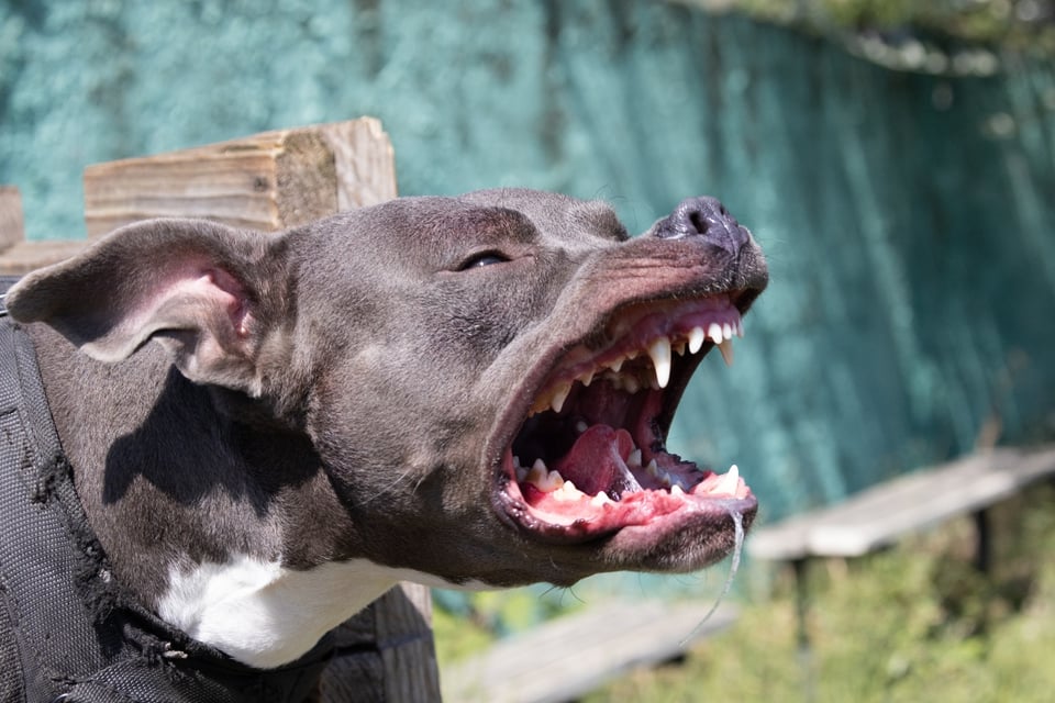 Pitbull, muere niña, México, ataque perro, MundoNOW