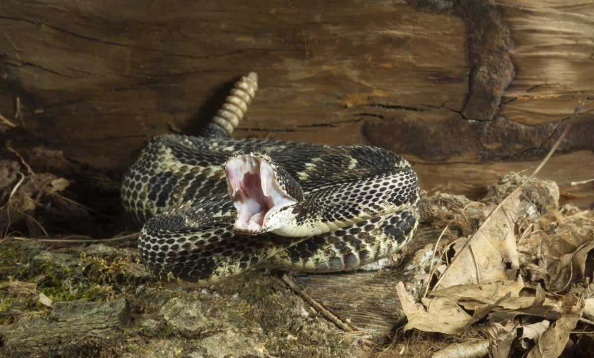 Actor Cary Elwes es mordido por una serpiente cascabel y revelan su estado de salud