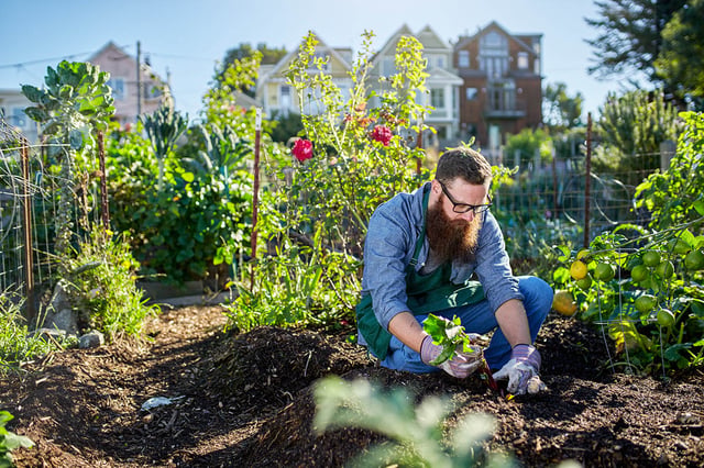 Urban farming: How to grow food in small spaces