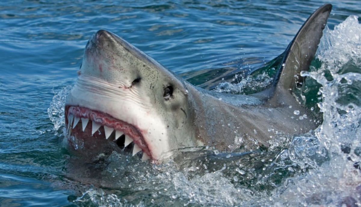 Tiburón come vivo nadador