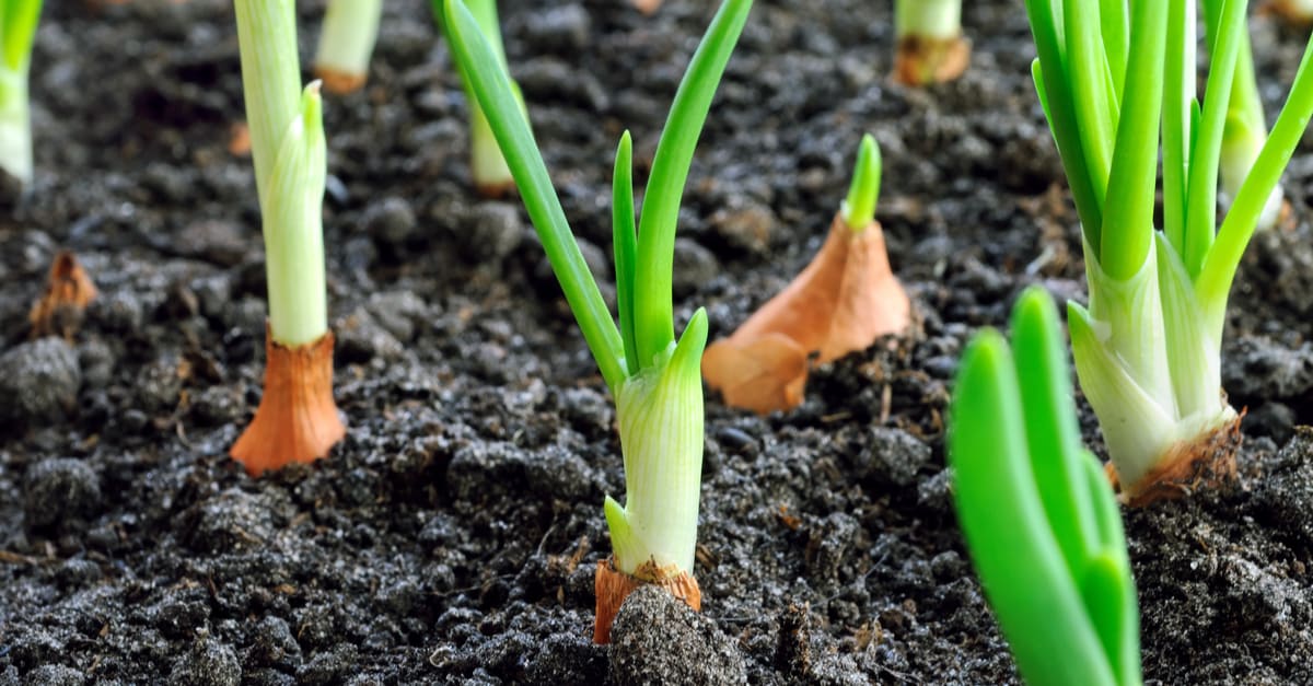 Fresh vegetables! How to start a vegetable garden in 8 simple steps