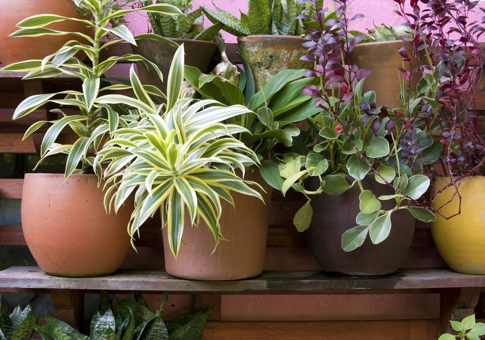 Tips for Growing Plants and Gardens Tips for Growing Plants and Gardens