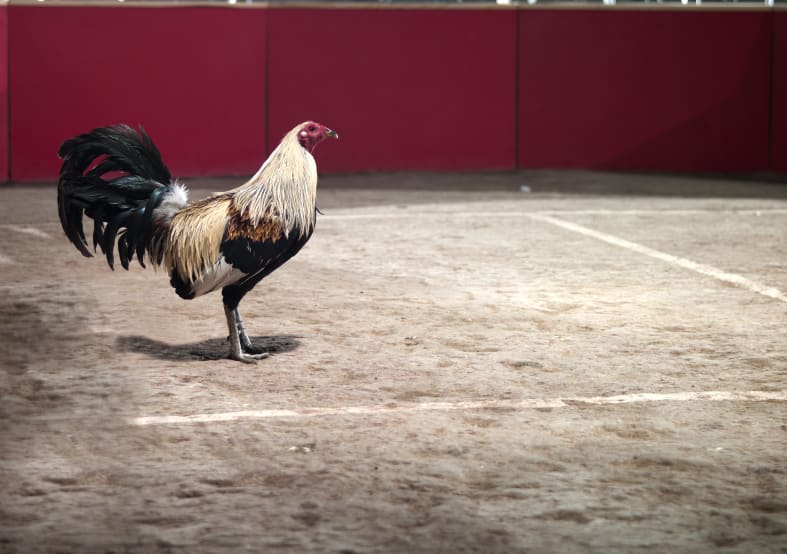 Cockfighting protected as cultural heritage in Mexican states