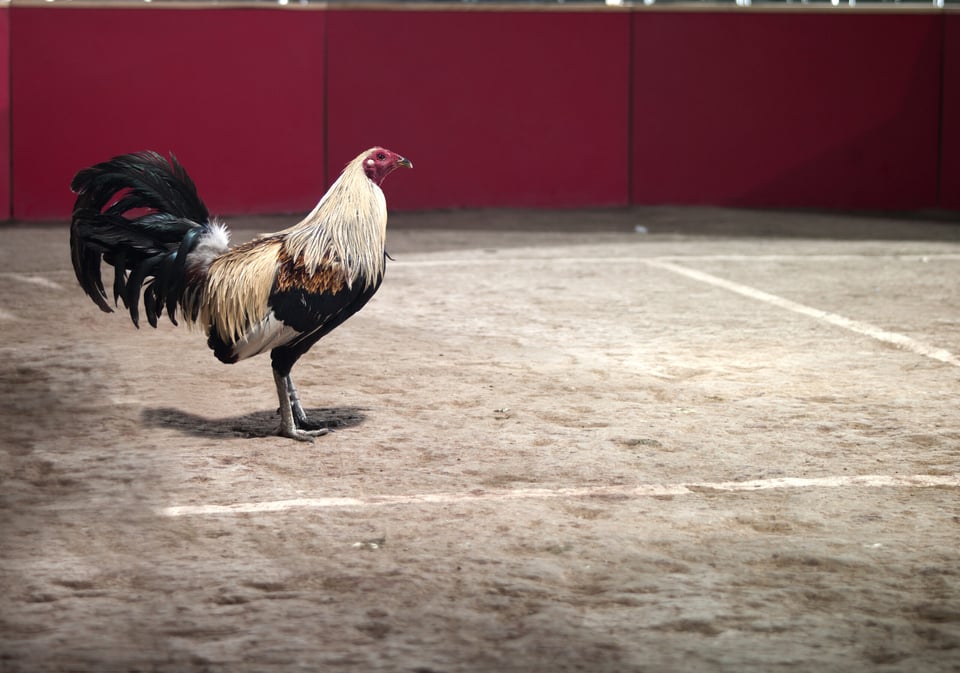 Estado mexicano declaró protegidas las peleas de gallos como patrimonio cultural