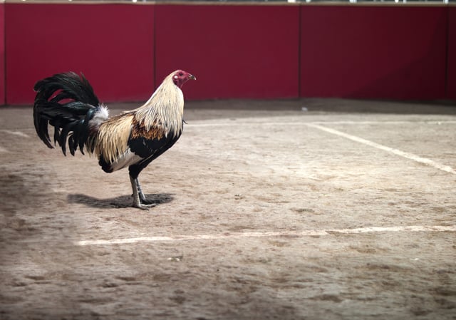 Estado mexicano declaró protegidas las peleas de gallos como patrimonio cultural