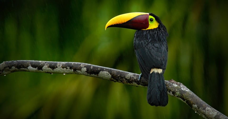10 plantas de la Amazonía con propiedades medicinales