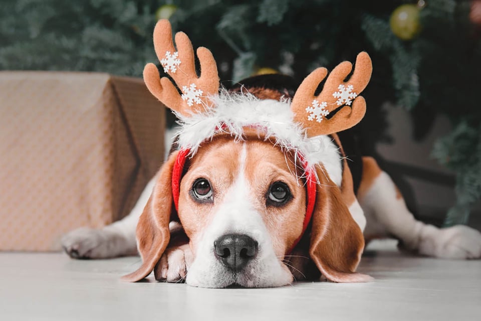 How to keep your pets safe during holiday celebrations