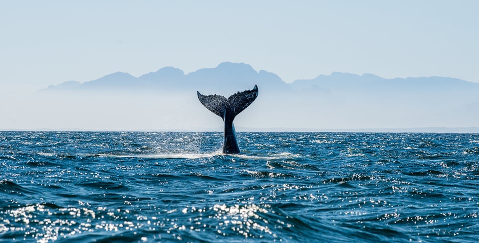 Ballenas piloto quedan varadas en playa de Australia