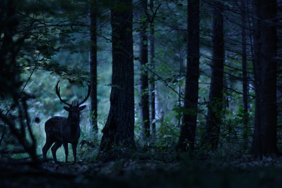 deer, zombie, darkness, mystery, horror