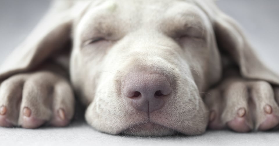 Cómo limpiar orín de perro de las alfombras