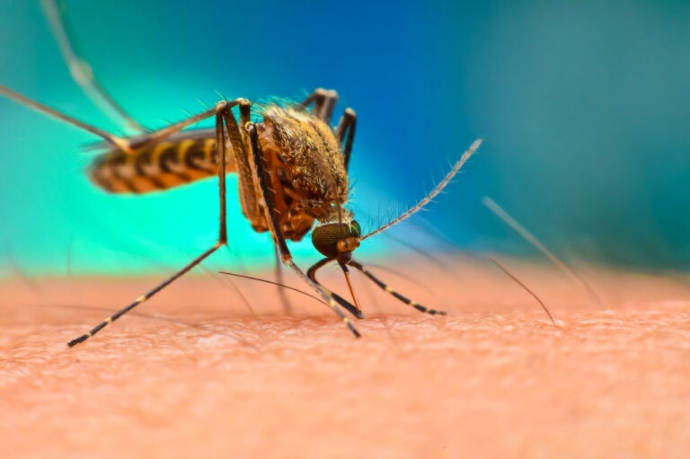 Aumentan casos de malaria en Florida: La enfermedad es transmitida por mosquitos