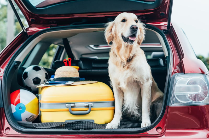 vacations, suitcases, beach vacations, Motor, MundoNOW
