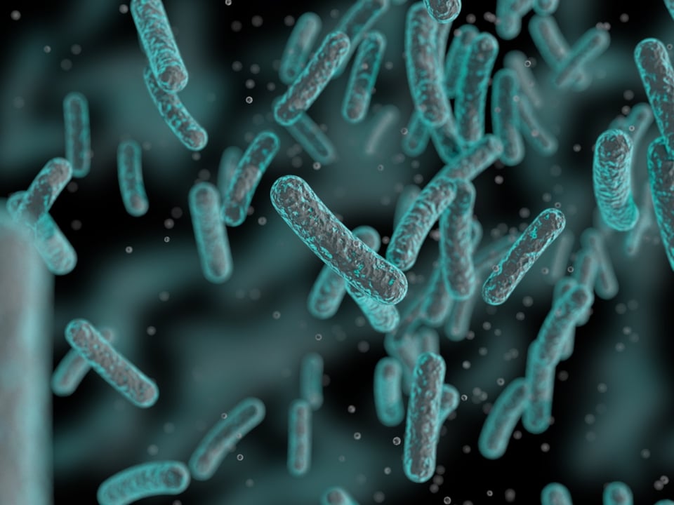 Ordenan recall de granos por riesgo de salmonella featured image