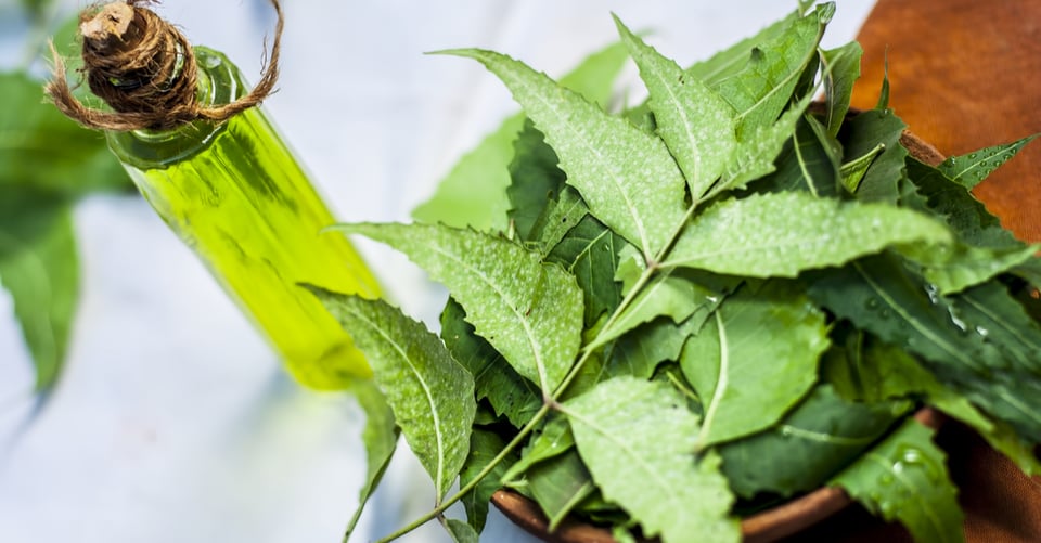 Aceite de nim para la piel: 10 beneficios increíbles