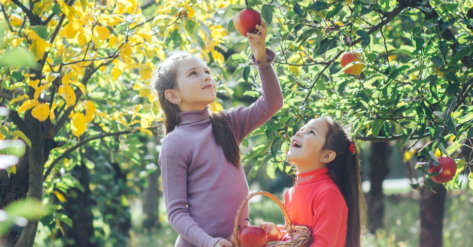 15 lecciones que tus hijos pueden aprender recogiendo manzanas
