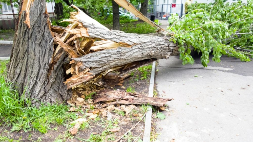 Gran árbol colapsa y deja al menos a 7 personas heridas
