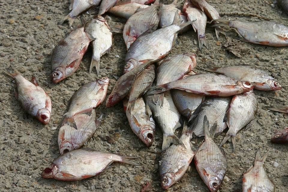 Apocalipsis, peces, lluvia, Irán, MundoNOW