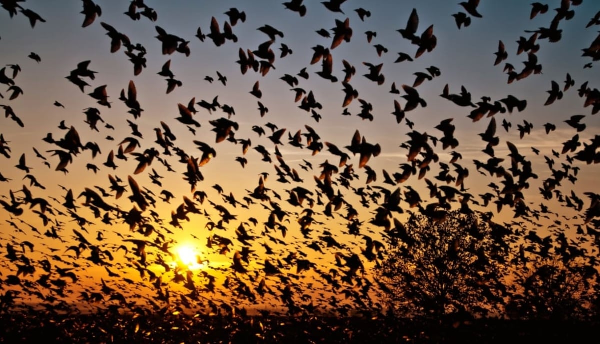 ¿El fin del mundo empezó en México? Cientos de aves caen muertas en las calles (VIDEO)