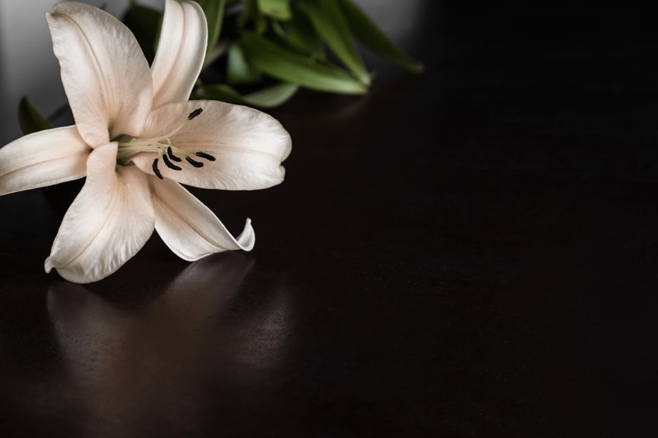 Condolences, Messages, Reactions, Solidarity, Legacy
