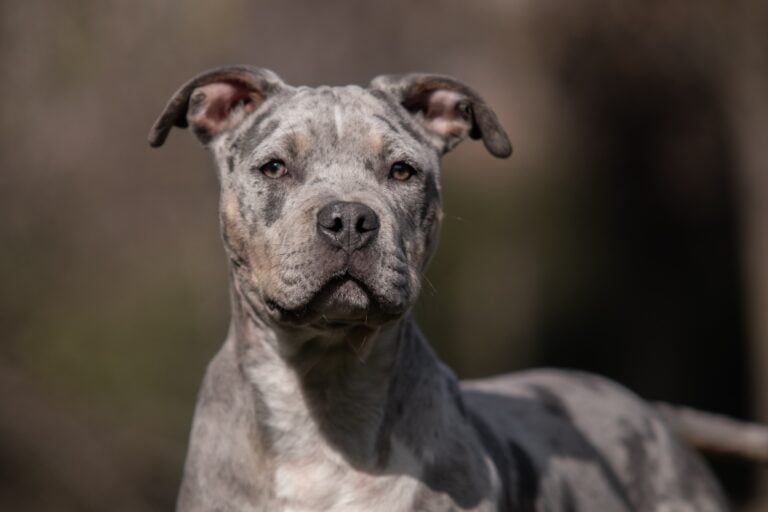 Papá es mutilado hasta la muerte por un perro American XL Bully en Westleigh Lane