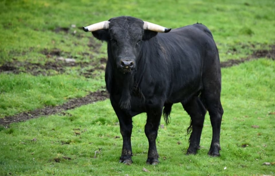 Toro asesina al Niño de Oro en México en pleno jaripeo (VIDEO) featured image