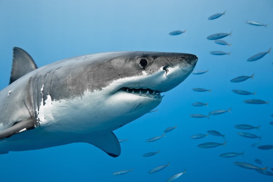 Tiburón, policía, ataque, Florida, MundoNOW