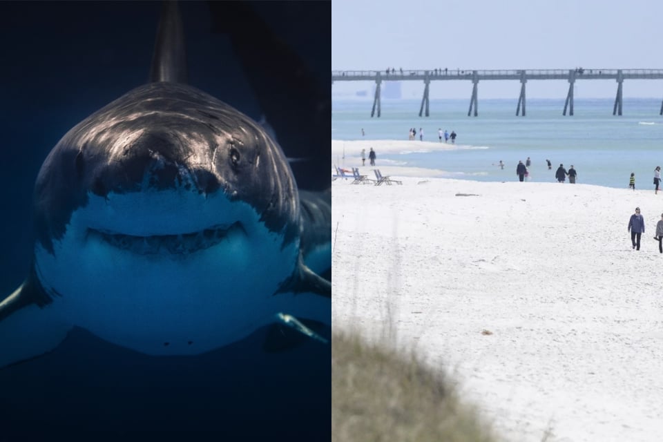 Advierten sobre peligro de tiburones en Florida
