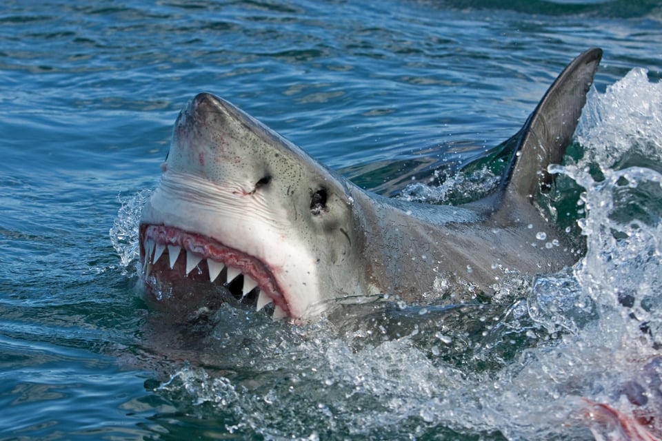 Registran brutal ataque de tiburón blanco en costas mexicanas a pescador