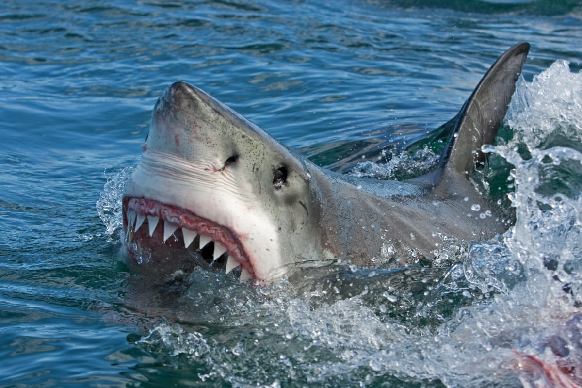 Registran brutal ataque de tiburón blanco en costas mexicanas a pescador