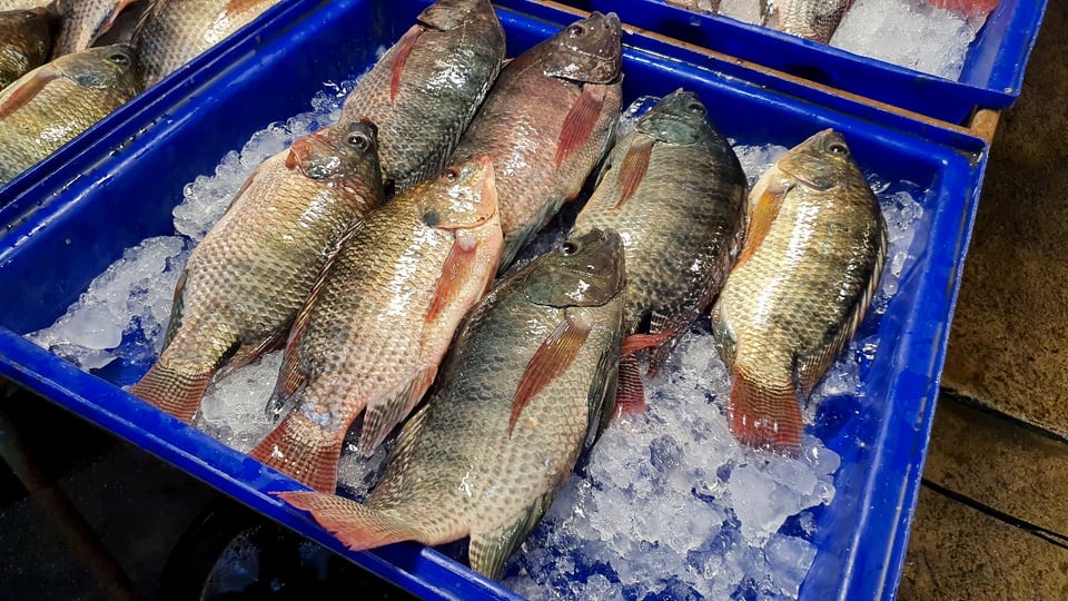 Amputan brazos y piernas a mexicana tras consumir pescado featured image