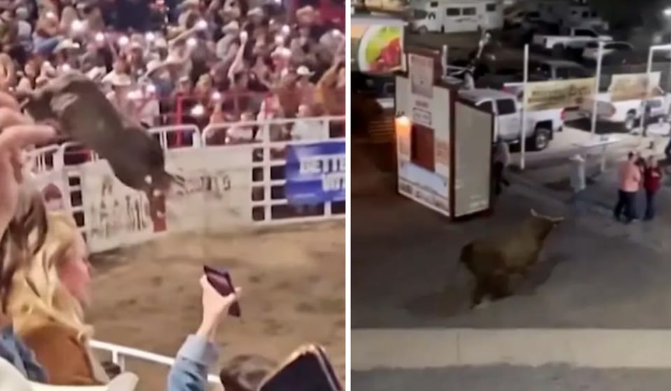 Toro de rodeo desató el pánico al saltar una cerca y herir a 3 personas en Oregon