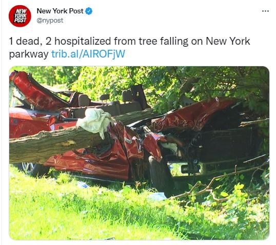 Extraño accidente: cayó un árbol sobre camioneta y dejó un muerto y dos heridos