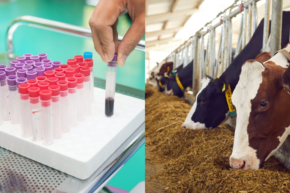 Detectan síntomas de gripe aviar en vacas de Colorado