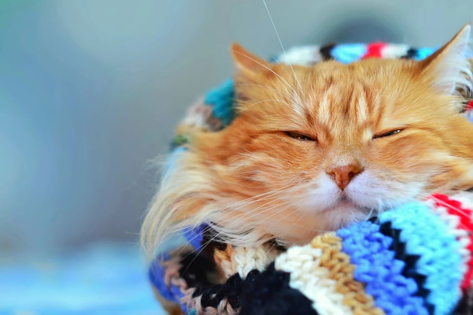 cat, blanket, cold, winter, weather