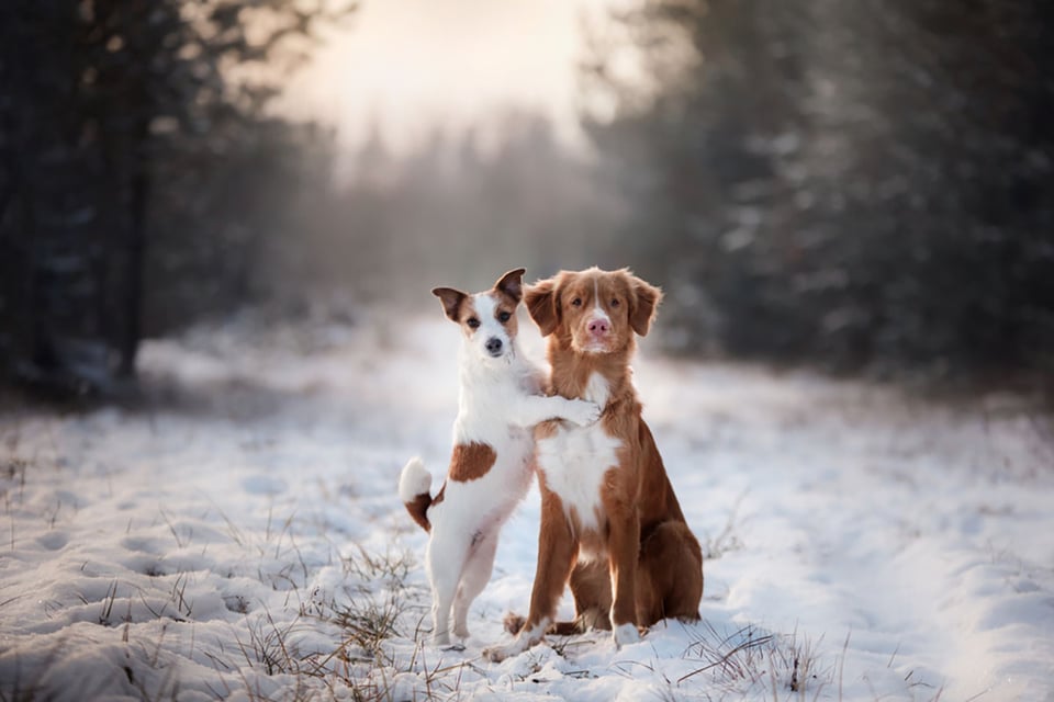 winter, weather, pets, safety, dogs