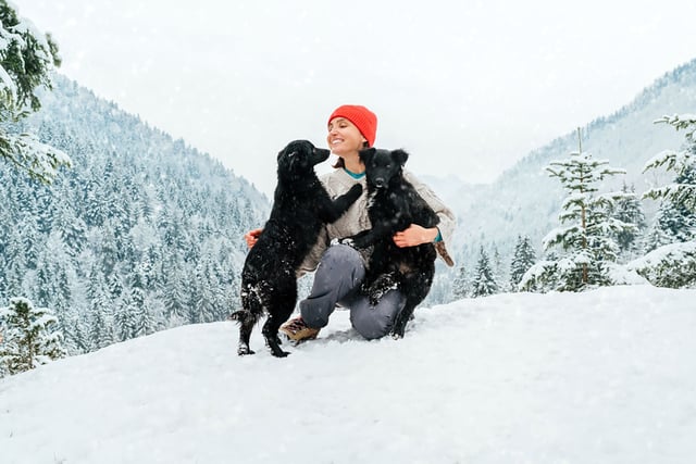 Winter hazards for pets: What every owner should know