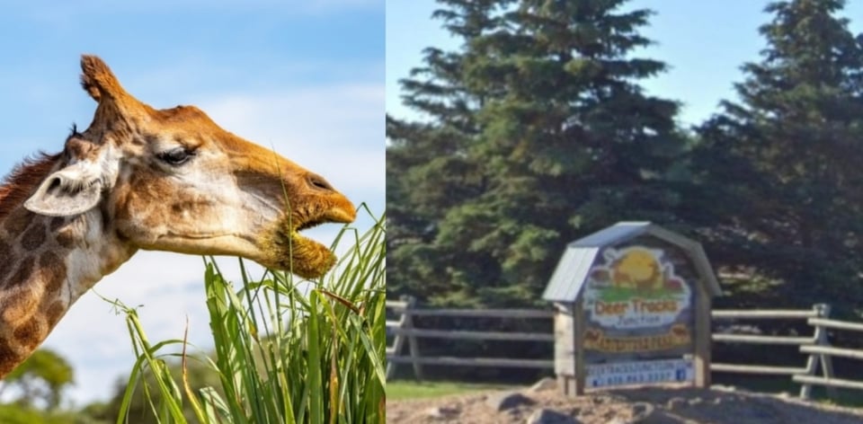 Michigan zoo employee dies after falling in giraffe enclosure