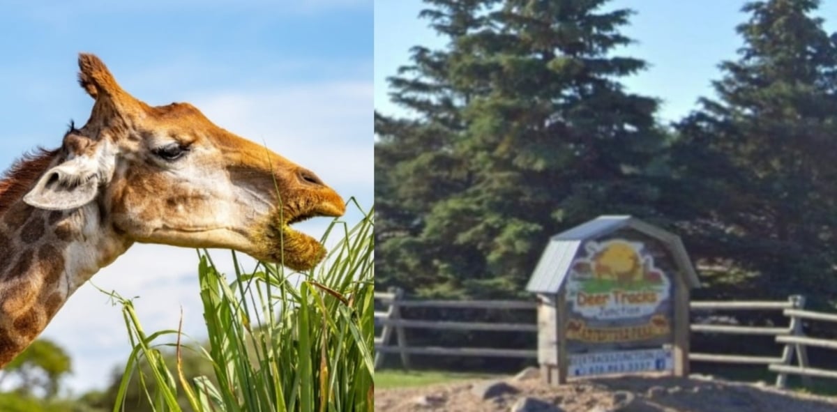 Michigan Zoo, employee, death, giraffe,- zoológico Michigan, empleado, muerte, jirafa, MundoNOW