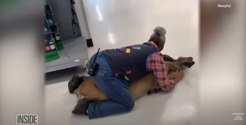 Deer enters Walmart